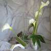 composition florale